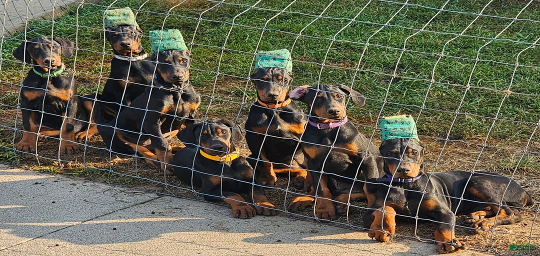 Gallery Image {{count}}