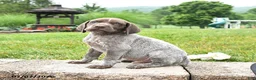 German Shorthaired Pointer dogs for sale: Hickory - Ad 3