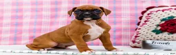 Boxer dogs for sale: Cupid - Ad 1