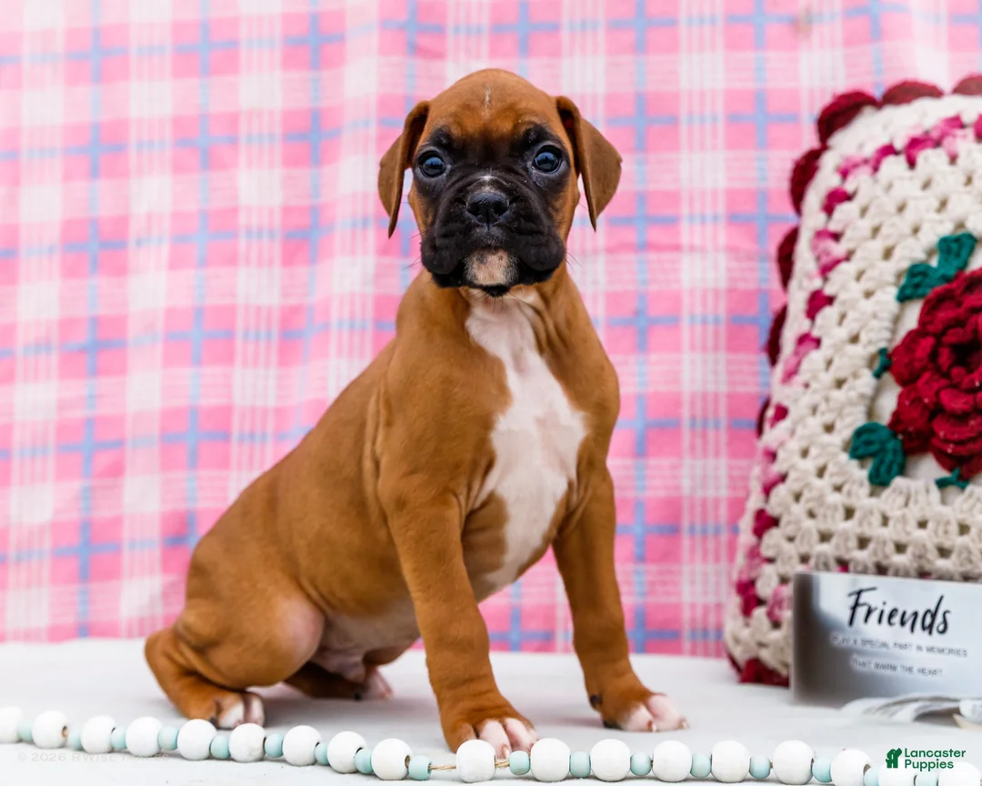 Boxer dogs for sale: Cupid - Ad 1