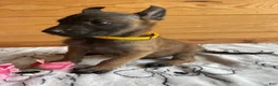 Belgian Malinois dogs for sale: Thor - Ad 2