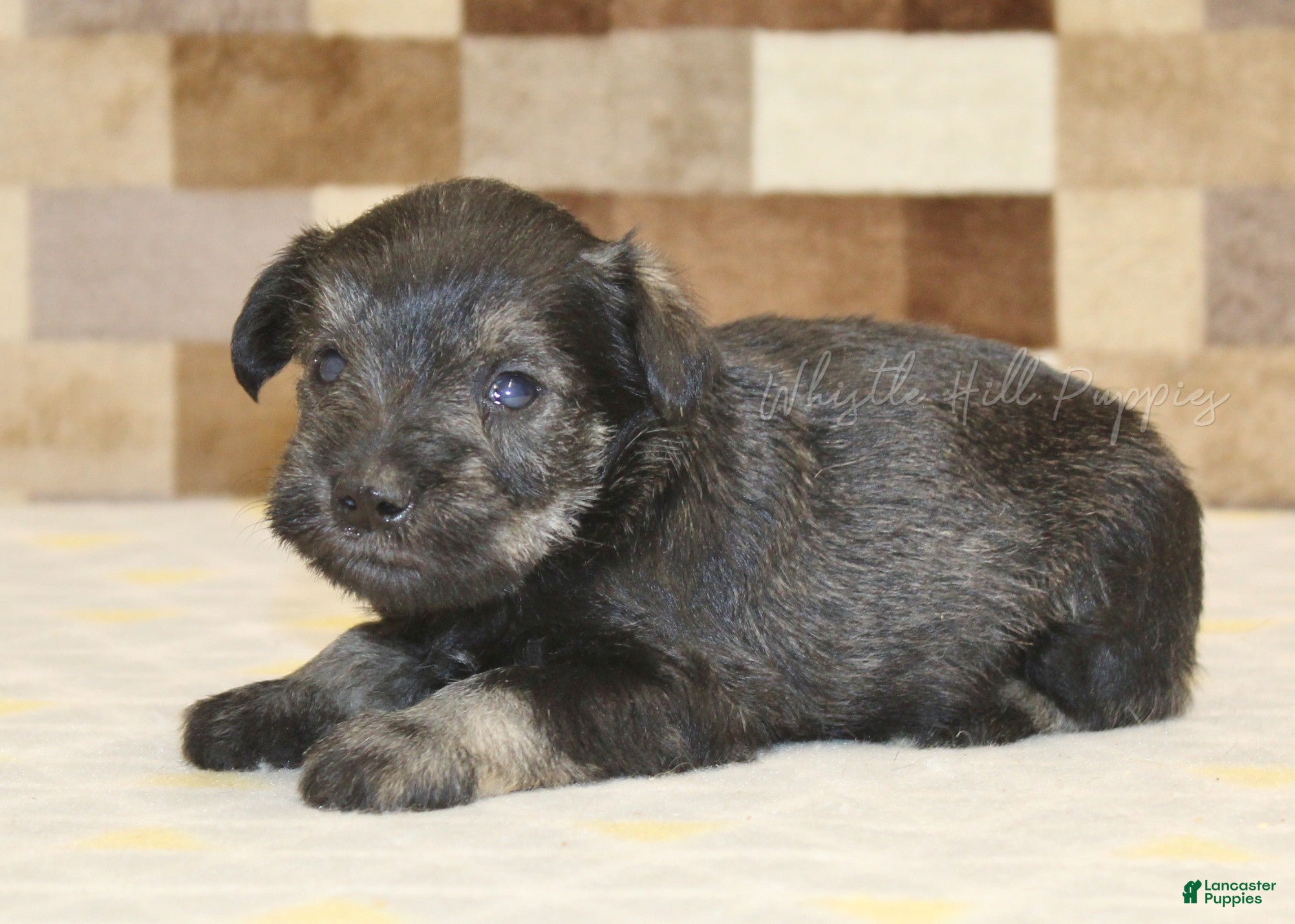 Miniature Schnauzer dogs Teddy - Ad 1