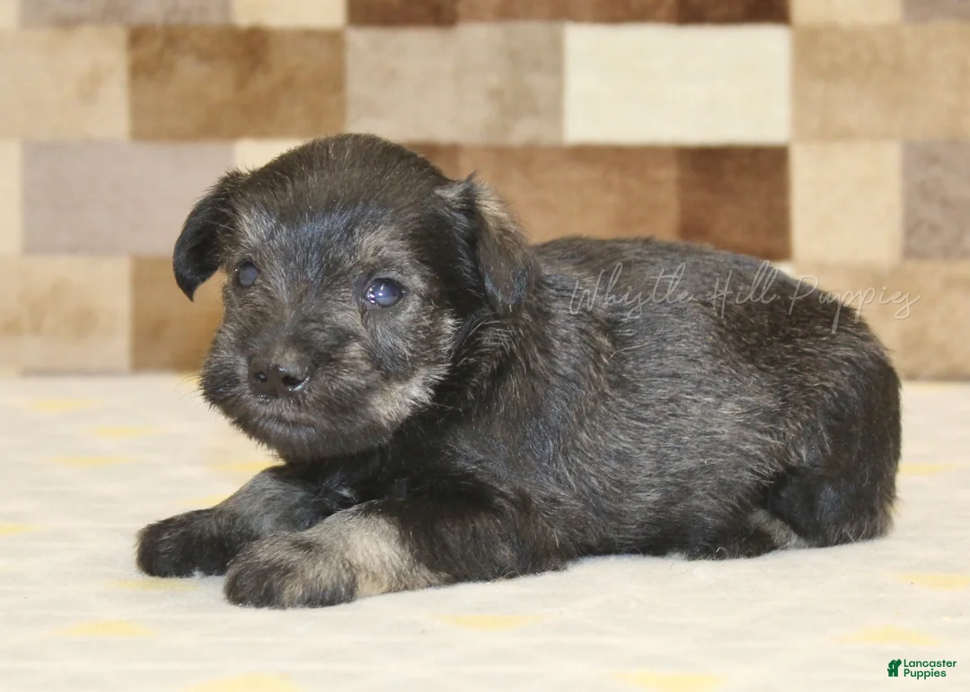 Miniature Schnauzer dogs for sale: Teddy - Ad 1