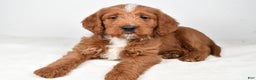 Labradoodle dogs for sale: Nacho - Ad 8