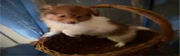 Mixed Breed dogs for sale: Cookie’s boy #3 - Ad 4