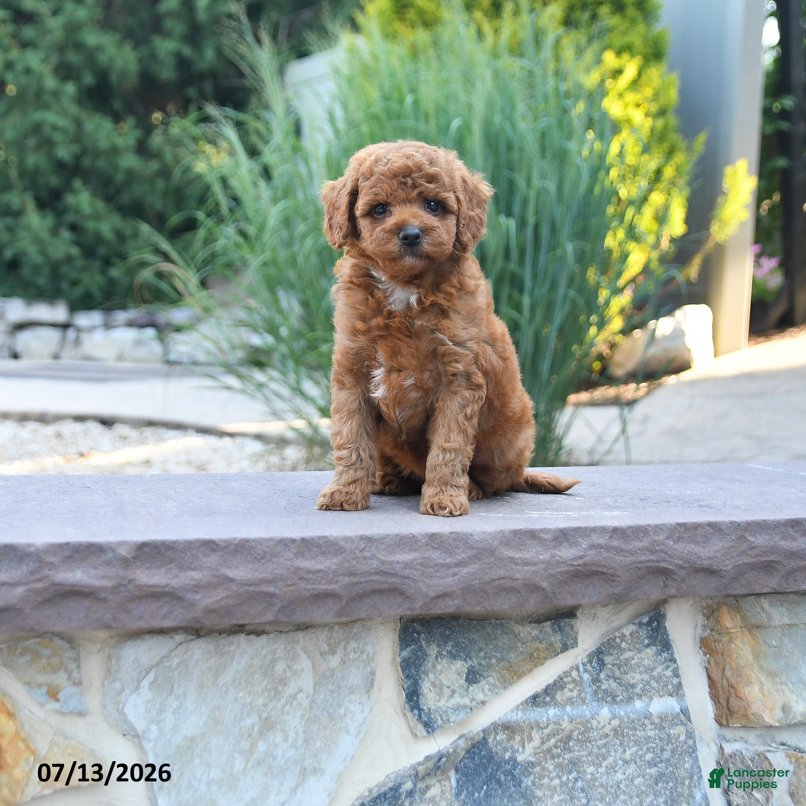 Cockapoo dogs Joy - Ad 2