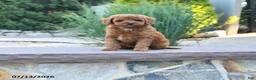 Cockapoo dogs for sale: Joy - Ad 2