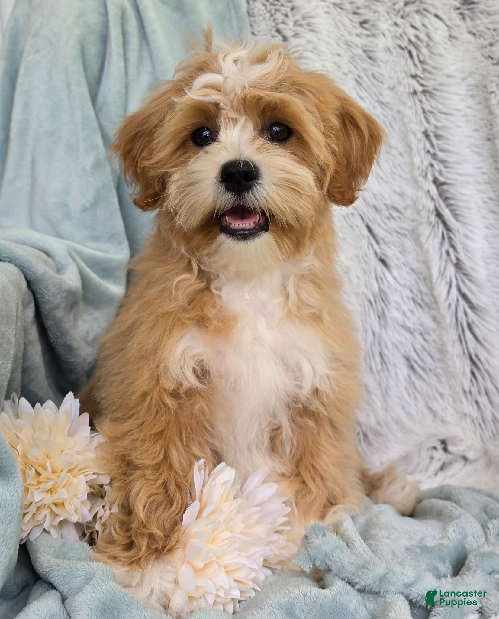 Shihpoo dogs Hudson - Ad 2