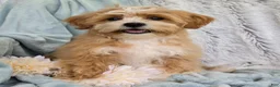 Shihpoo dogs for sale: Hudson - Ad 2