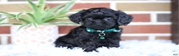 Cavapoo dogs for sale: Button - Ad 12