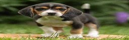 Beagle dogs for sale: Charity - Ad 3