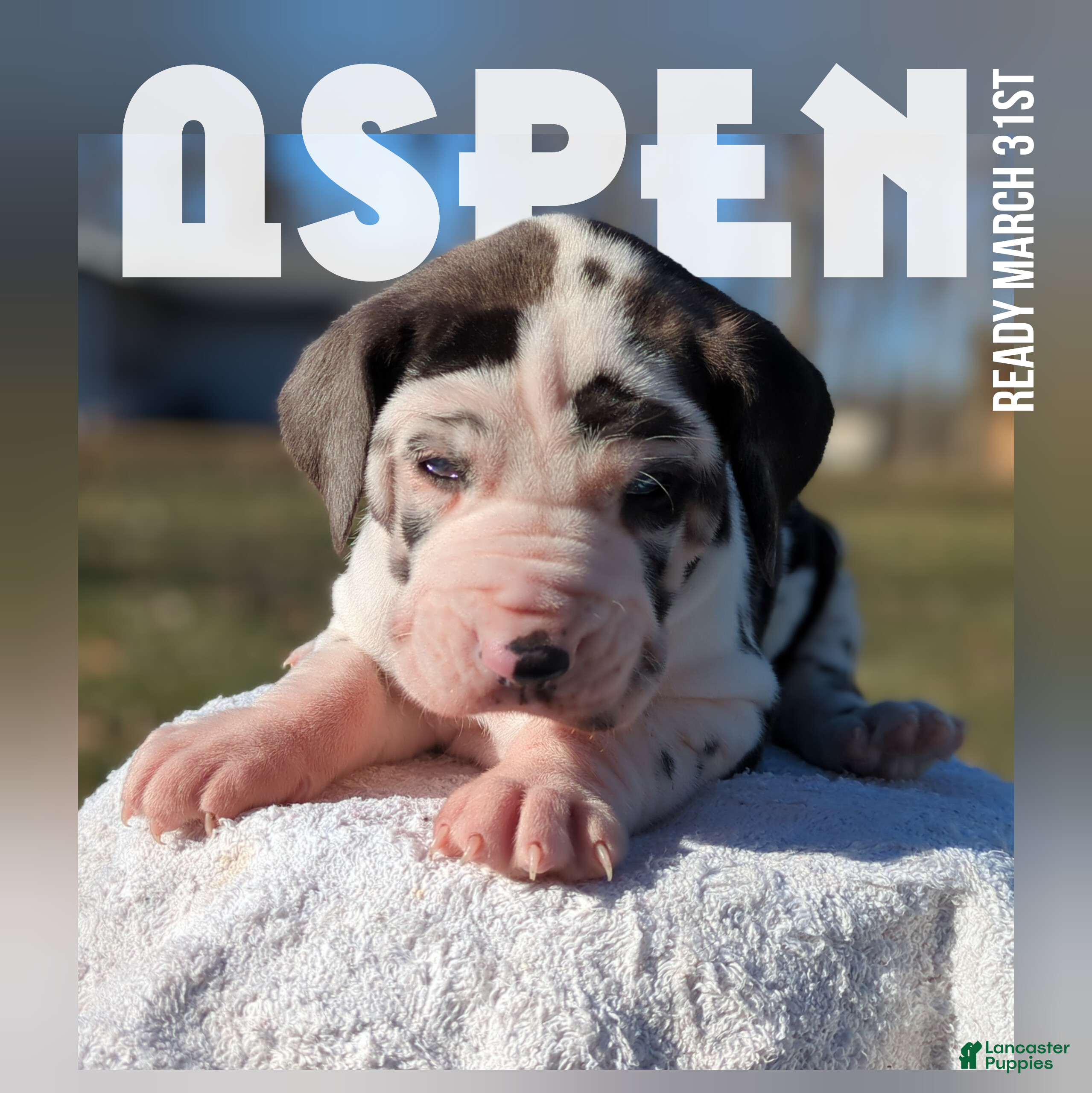 Great Dane dogs Aspen - Ad 1