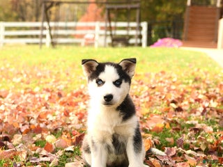 Siberian Husky dogs - Ad 33