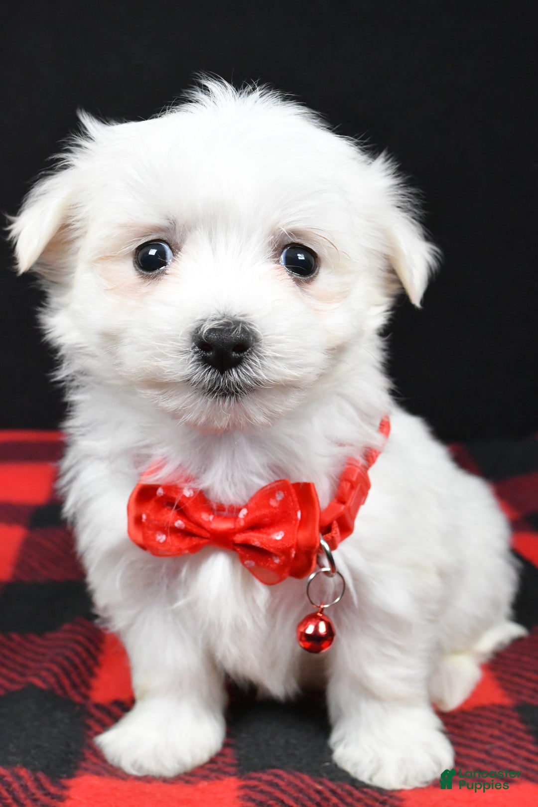 Maltese dogs for sale: Montey - Ad 5