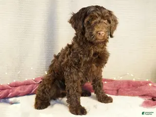 Portuguese Water Dog dogs Pearl - Ad 3