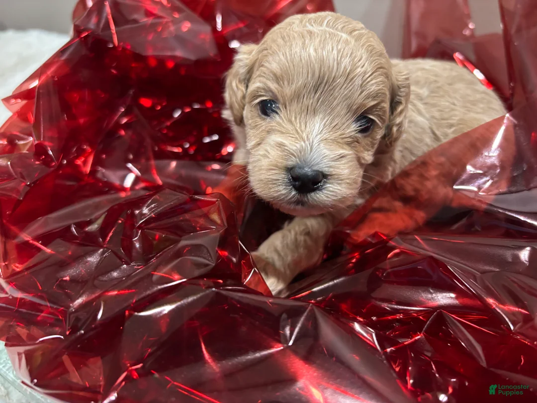 Cockapoo dogs for sale: Midas - Ad 1