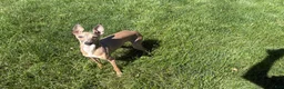 Italian Greyhound dogs for sale: Italian Greyhound Puppy 3 - Ad 6