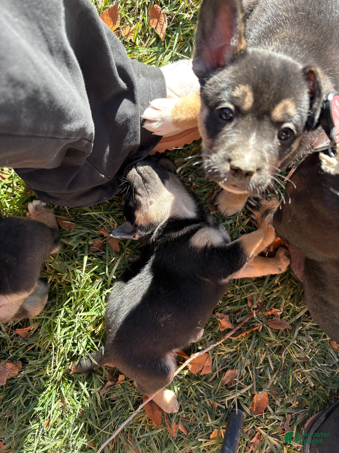 French Bulldog dogs for sale: Rupallo-French/pomsky - Ad 2