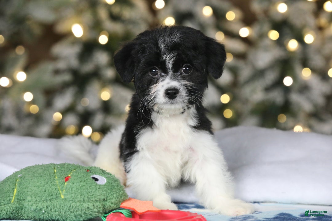 Teddy Bear dogs for sale: Noelle - Ad 23