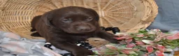 Labrador Retriever dogs for sale: Cinnamon - Ad 4