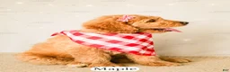 Goldendoodle dogs for sale: Maple - Ad 21