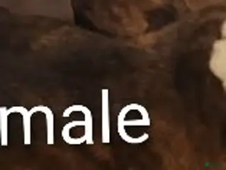 Mixed Breed dogs Mixed Breed Puppy 3 - Ad 24