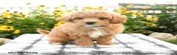 Bichpoo dogs for sale: Asher - Ad 1