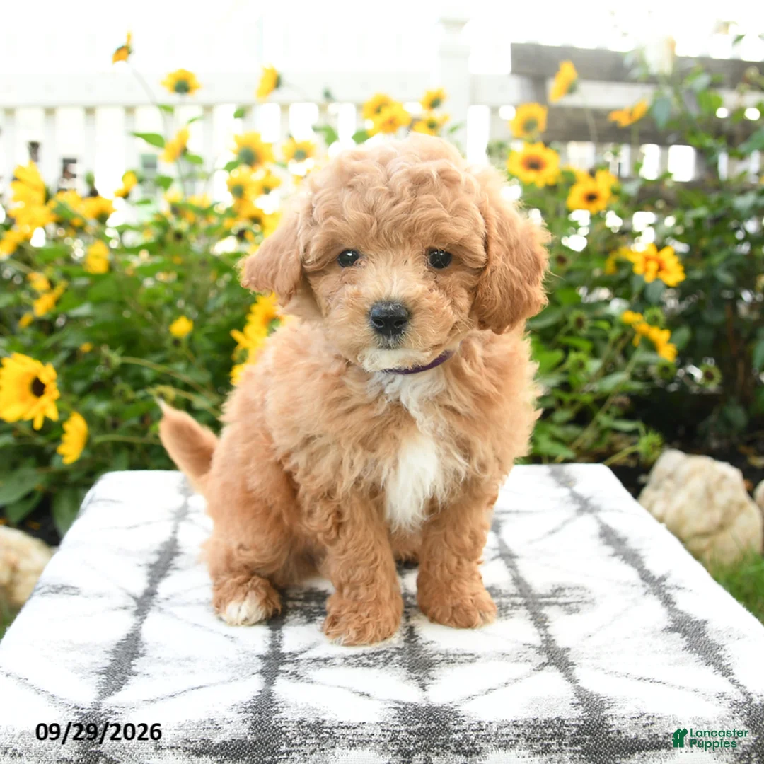 Bichpoo dogs for sale: Asher - Ad 1