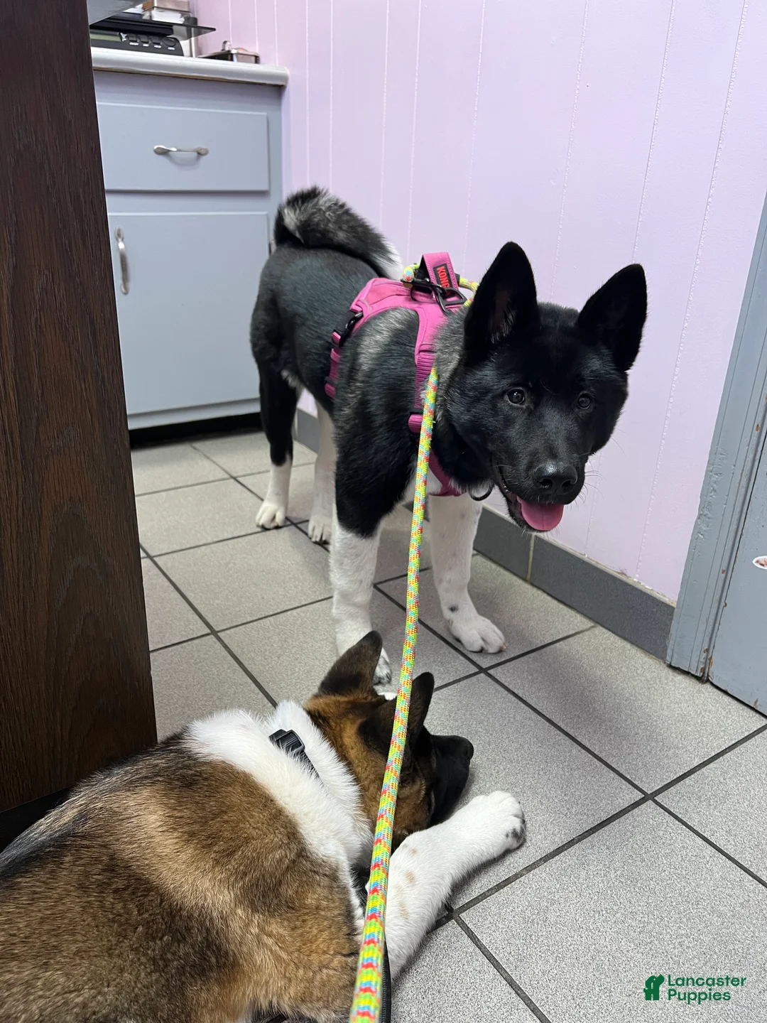 Akita dogs for sale: Cupid - Ad 12