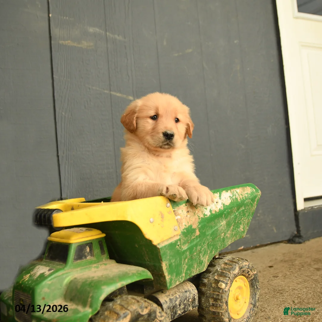 Golden Retriever dogs for sale: Wendy - Ad 2