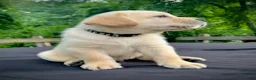 Labrador Retriever dogs for sale: Bentley - Ad 12
