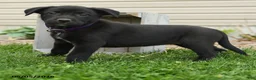 Mixed Breed dogs for sale: Betsy - Ad 2