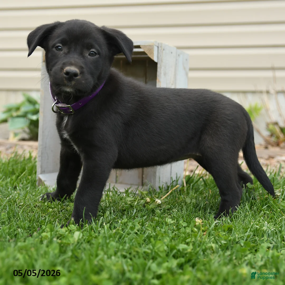 Mixed Breed dogs for sale: Betsy - Ad 2