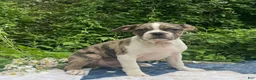 Frenchton dogs for sale: Mr.Pibb - Ad 8