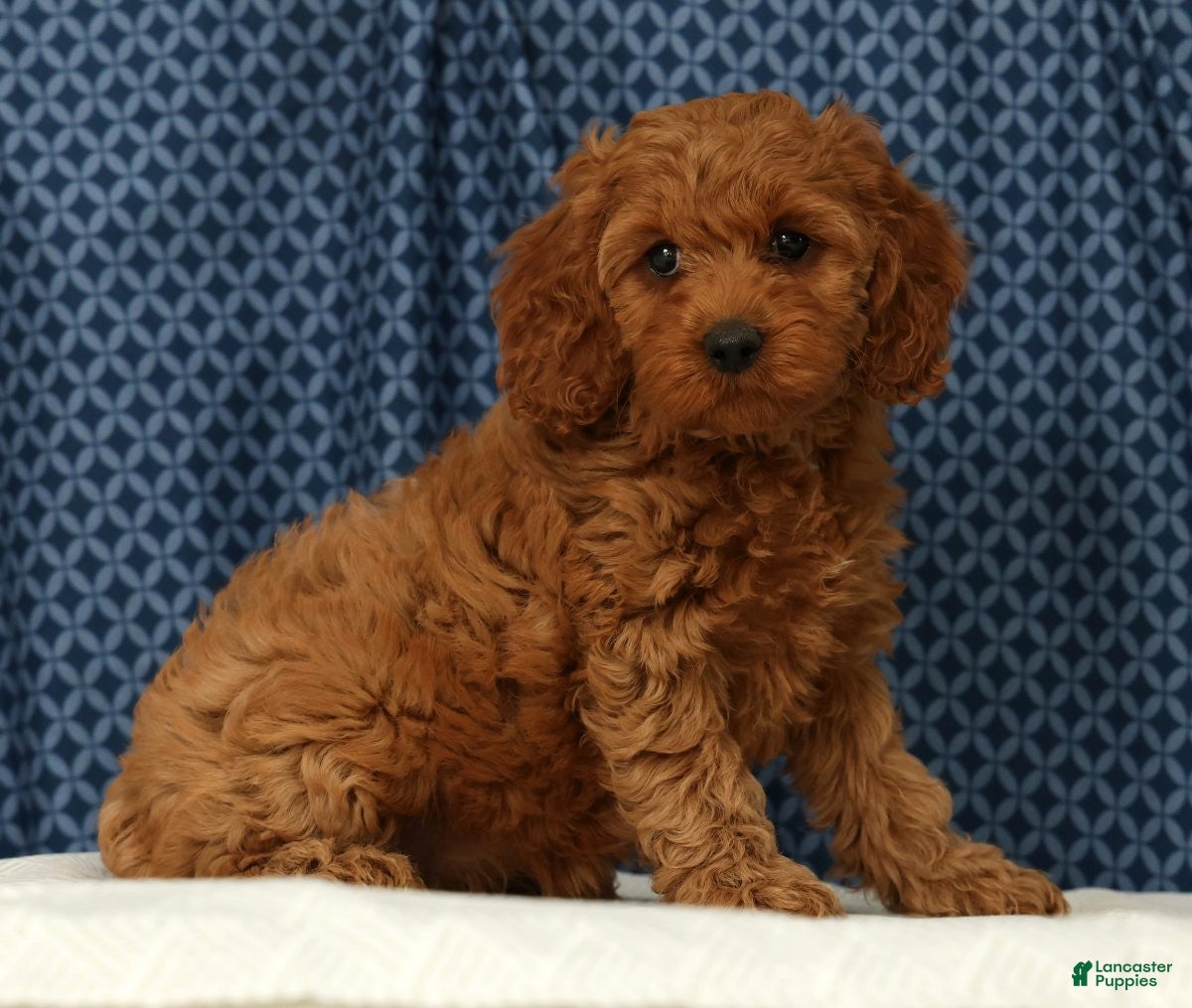 Cockapoo dogs Luna - Ad 1