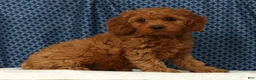Cockapoo dogs for sale: Luna - Ad 1