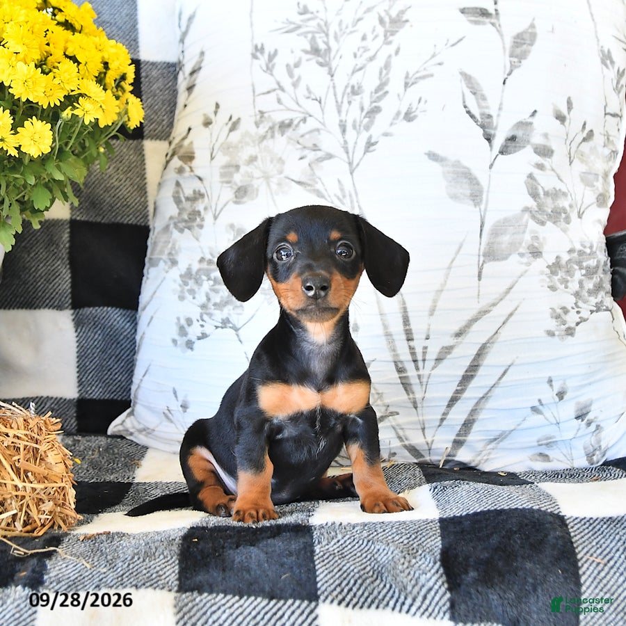 Miniature Dachshund dogs Peaches - Ad 1