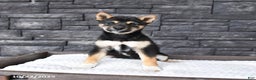 Shiba Inu dogs for sale: Veronica - Ad 5