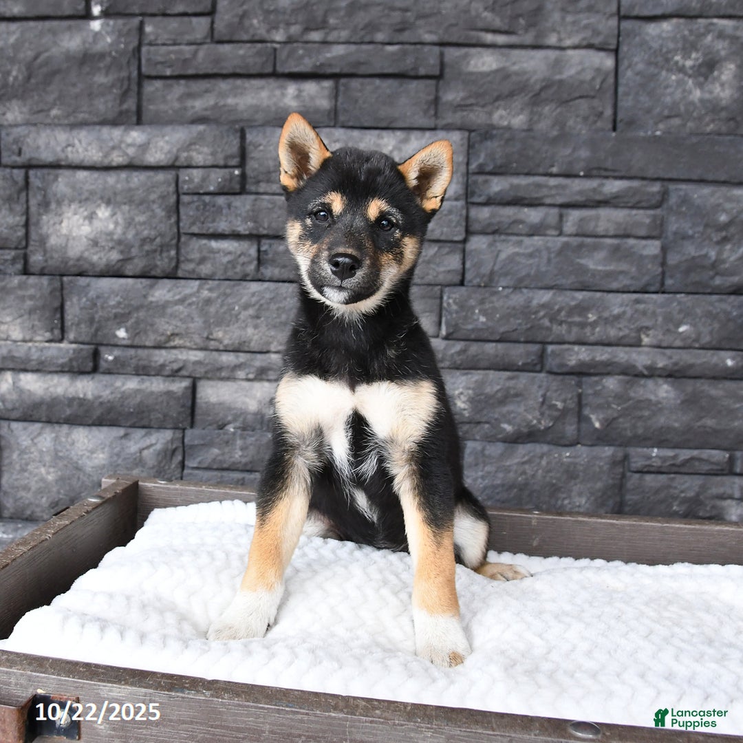 Shiba Inu dogs for sale: Veronica - Ad 5