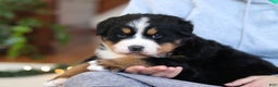 Bernese Mountain Dog dogs for sale: Princess Star - Ad 25