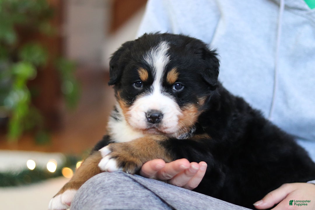 Bernese Mountain Dog dogs for sale: Princess Star - Ad 25