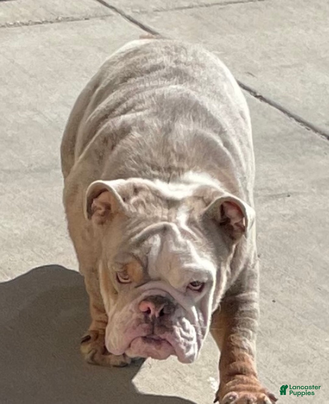 English Bulldog dogs for sale: Sweetie Pie - Ad 7