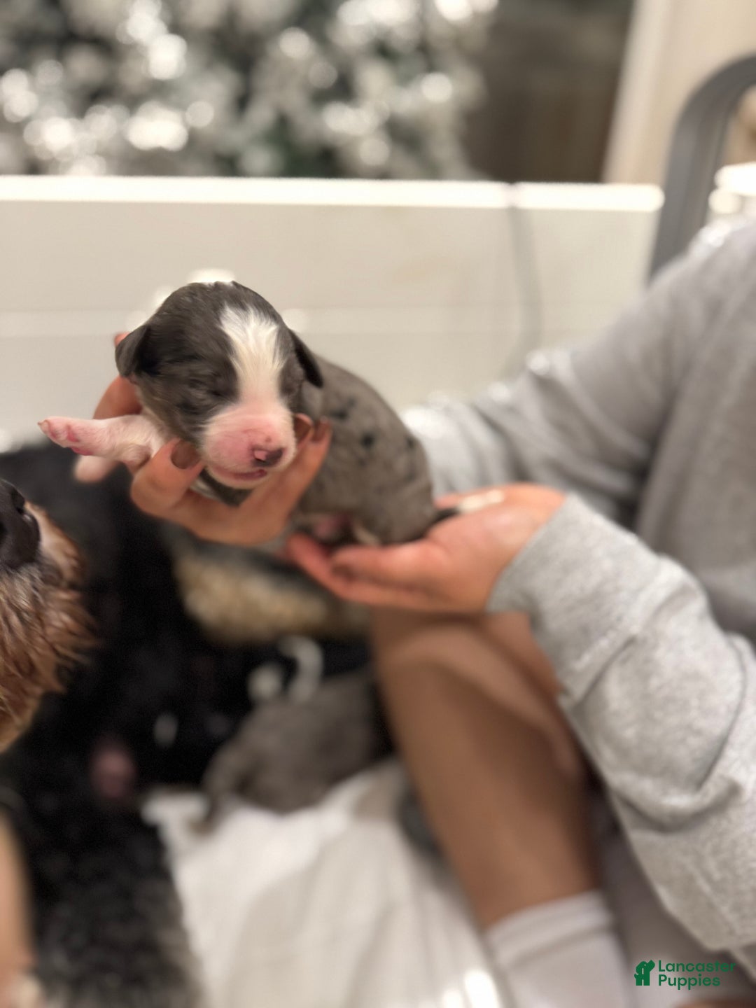 Bernedoodle dogs for sale: Dean-O - Ad 9