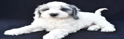 Mini Sheepadoodle dogs for sale: Sammy - Ad 4