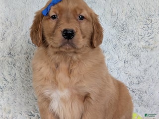 Golden Retriever dogs Gunner - Ad 2