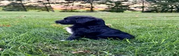 Portuguese Water Dog dogs for sale: Oscar - Ad 5