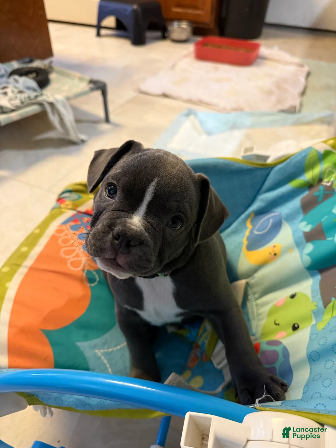 Mixed Breed dogs for sale: Antler  - Ad 3