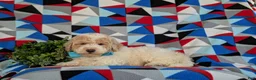 Bichpoo dogs for sale: Zaden - Ad 4