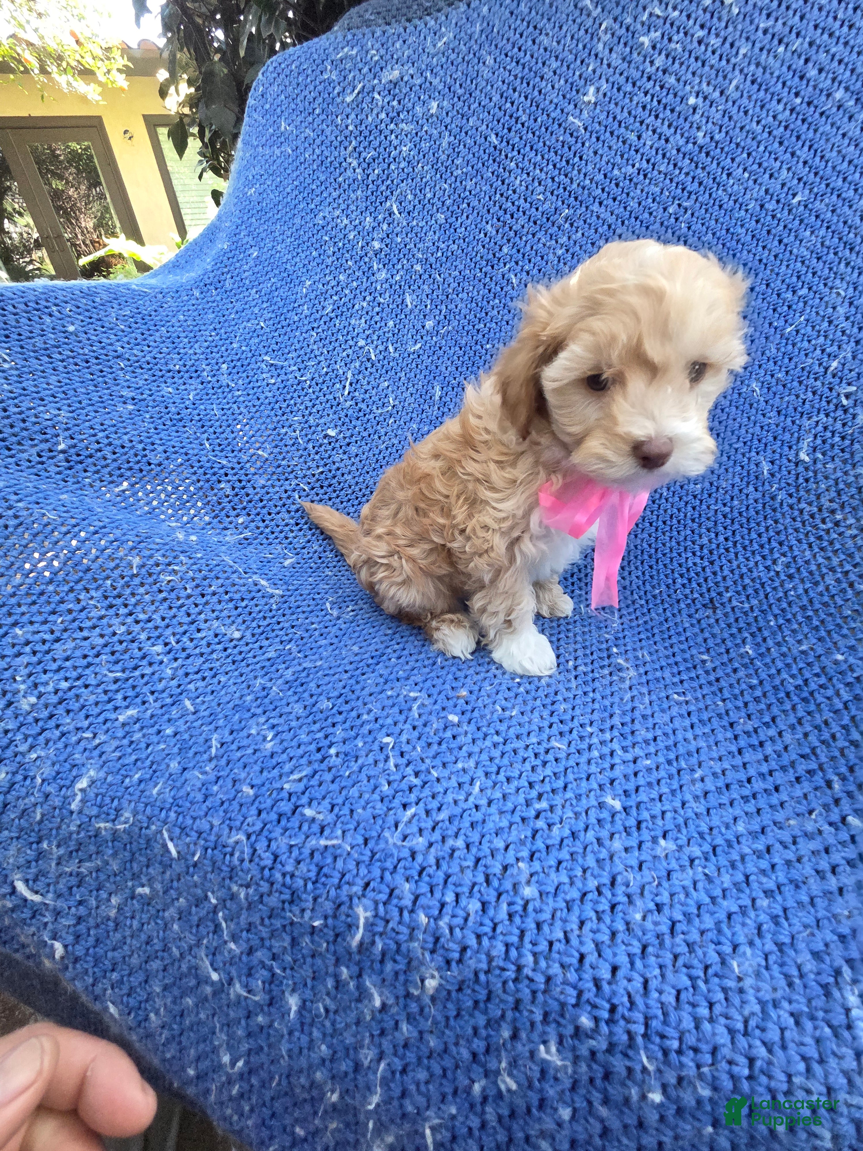 Malshi dogs Debby - Ad 5