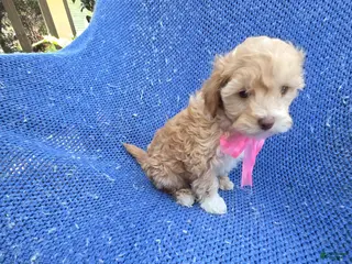 Malshi dogs Debby - Ad 5